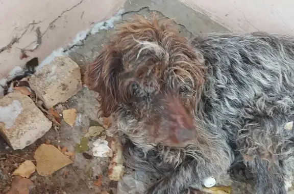Найдена собака на Душистой улице, Краснодар
