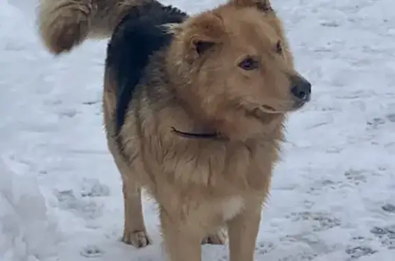 Пропала собака в Тешеничи, Рыжий пес, 2 года