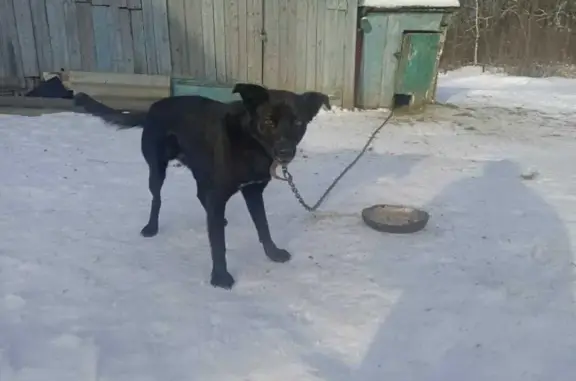 Пропала собака БАКС в Селе Шлиппово, Калужская область.