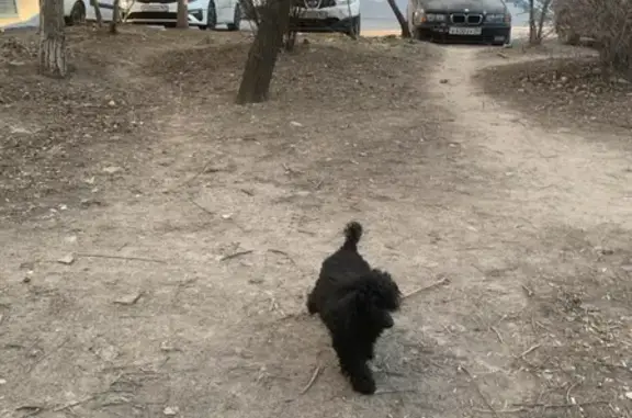 Найденные животные Ростов-на-Дону, фото: Найден чёрный пудель без ошейника на улице Города Волос, Ростов-на-Дону