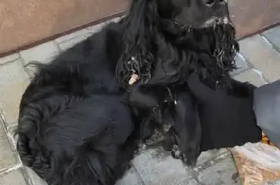 Найдена черная собака на ул. Георгиева, 15 в Барнауле