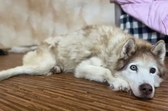 Найдена собака породы Хаски в Снегирах