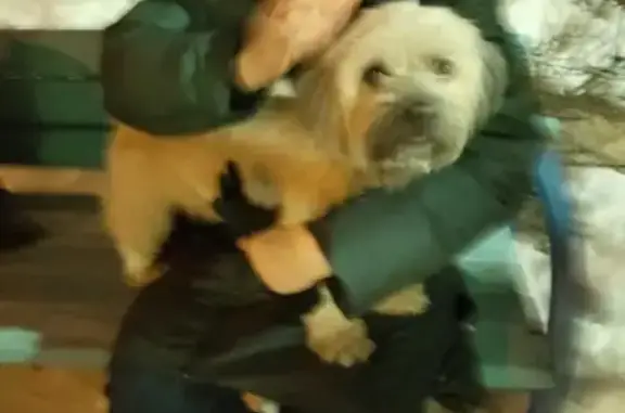Найдена собака на ул. Планерная 1к1 в Москве