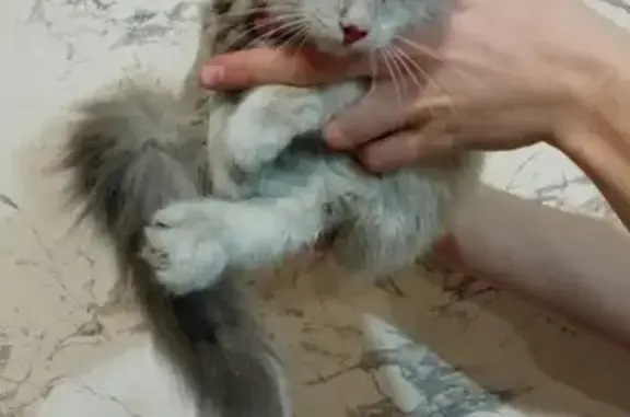 Найдена кошка на Набережной, Минусинск