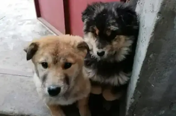 Собака и щенки ищут новый дом на Анисовой улице, Волгоград.