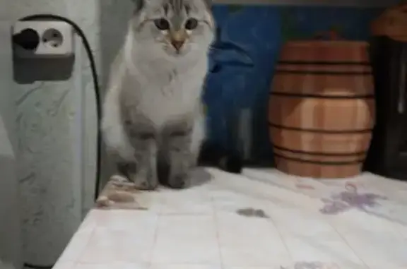 Пропала кошка на улице 9 Января, 18, Волжск