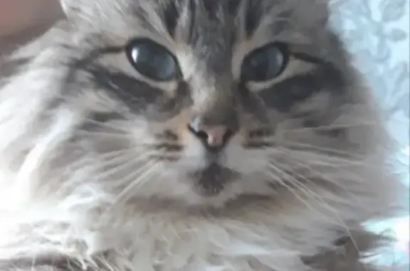 Найдена кошка на улице Фарафонова, Курган