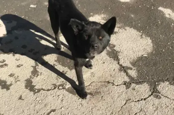 Найдена собака на Кечкеметской улице