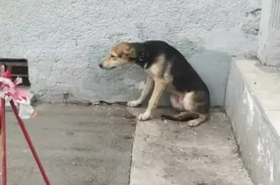 Собака найдена на Волоколамском шоссе, 88 с4, Москва.
