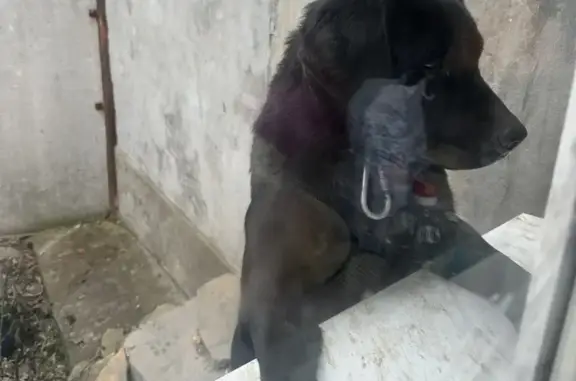 Потерянные животные Ростов-на-Дону, фото: Пропала собака Стёпа на 33-й линии, Ростов-на-Дону