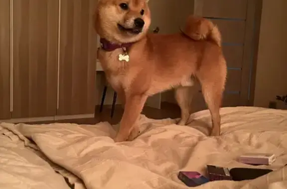 Собаки потеряшки, Санкт-Петербург, фото: Потеряшка собака Арти, ул. Отважных 4, СПб