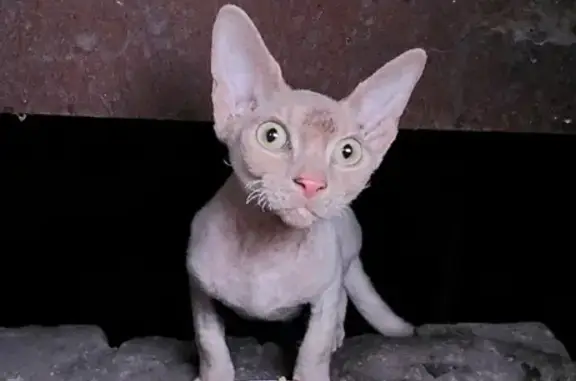 Найдена кошка на улице Ленина, 10А в Пензе