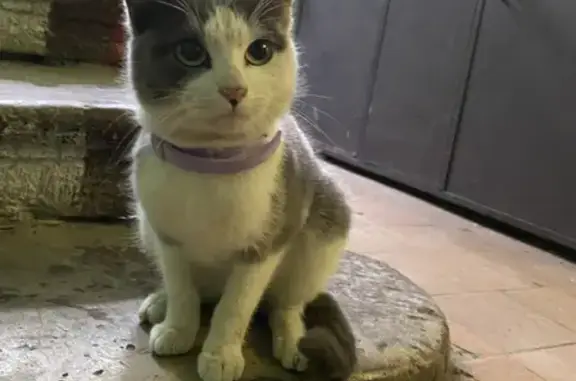 Найден серый котик на Джамбула 1, СПб