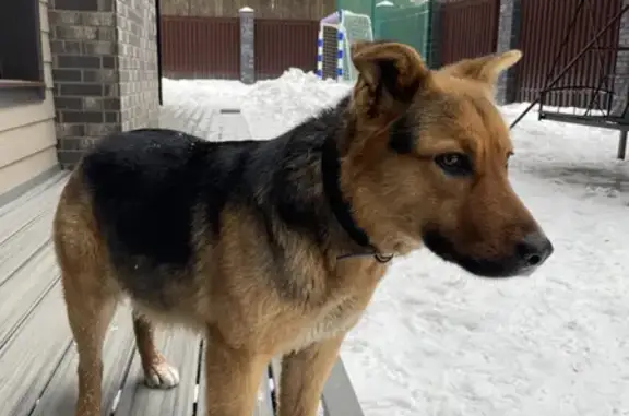 Найдена собака в Чоботовском лесу, адрес: 9-я Чоботовская аллея