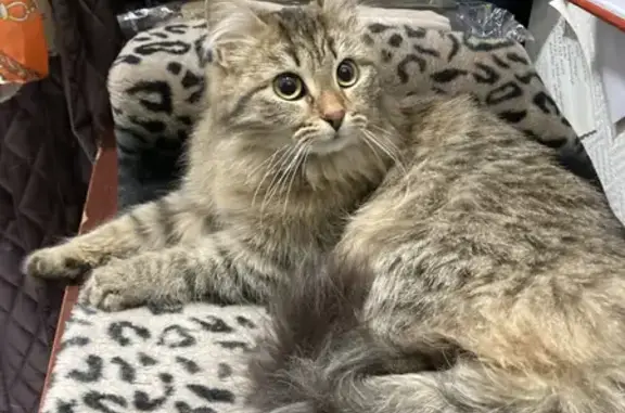 Найдена ласковая кошка на улице Мельникайте