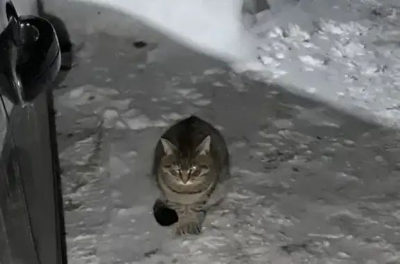 Кошка на Московской ул. 94 в Муроме