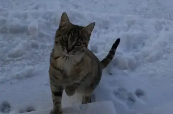 Пропала кошка Ася, Центральная улица 2, Сергиев Посад
