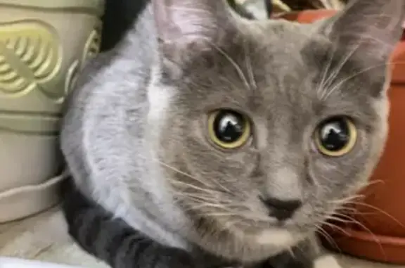Кошка найдена: Гагарина, 16, Чебоксары.