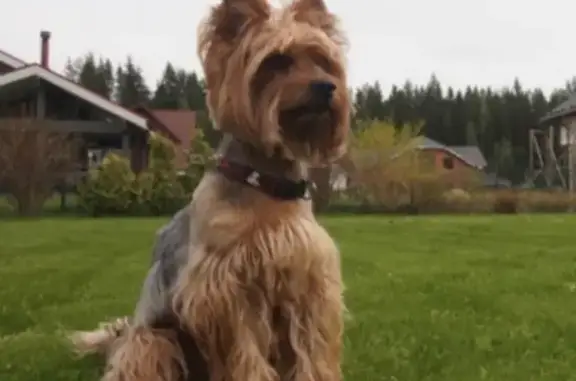 Собаки потеряшки, Санкт-Петербург, фото: Потеряшка Йорк на ул. Бадаева, СПб