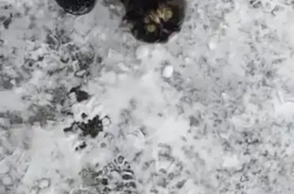 Пропала кошка Типси на ул. Володарского, 67, Наро-Фоминск