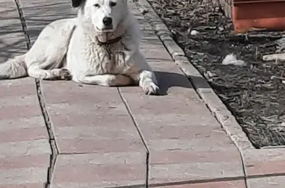 Пропала собака Берта на улице Физкультурной, Самара