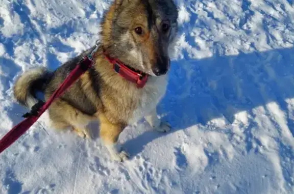 Найден молоденький пёсик на улице Курчатова, ищут хозяев!