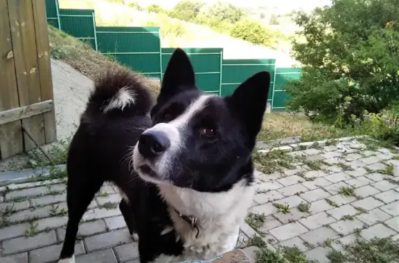 Пропала собака в селе Мордовский Белый Ключ, Ульяновская область