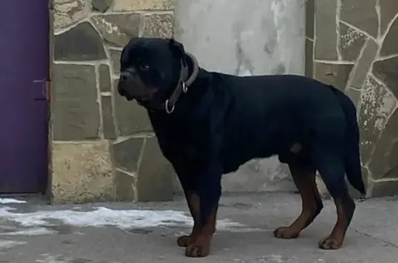 Найденные животные Ростов-на-Дону, фото: Найден ротвеллер на Тебердинском, 40