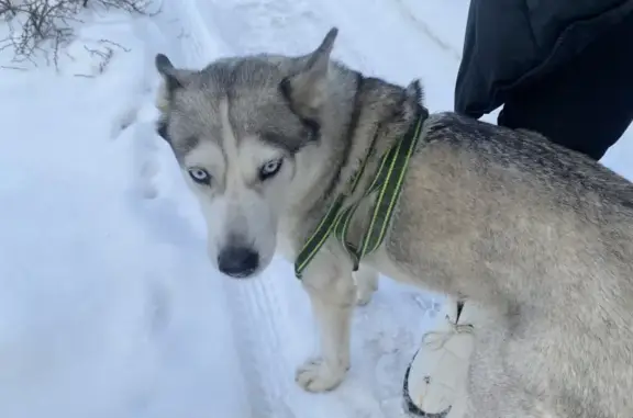 Собака на Луганской, 16, Оренбург - ищем хозяина!