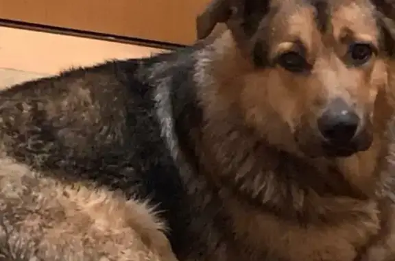 Собака найдена на пр. Мира, 84 в Калининграде.