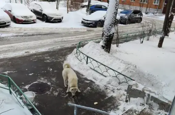 Найдена собака в Одинцово на улице Молодёжной