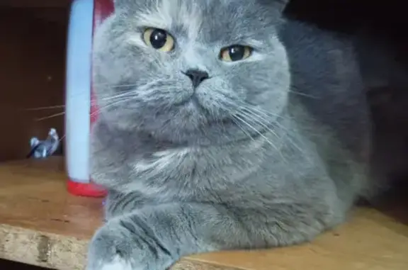Найдена красивая кошка на Маршала Малиновского, 3