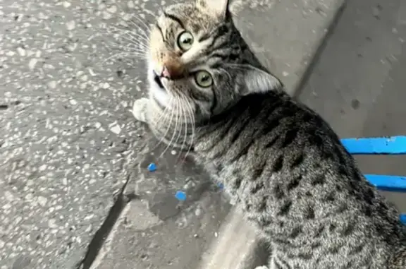 Упитанная кошка найдена на ул. Гагарина, 108