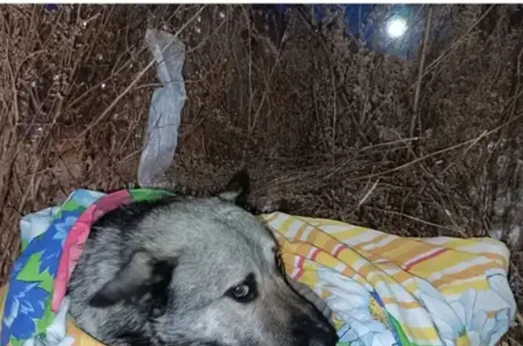 Собака найдена на ул. 40 лет Победы, 37А