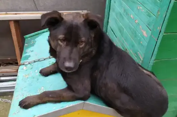 Объявления о пропавших и найденных животных, Ростов-на-Дону, фото: Пропала собака Потап, черный окрас, Кишинёвская ул. 15А, Ростов-на-Дону.