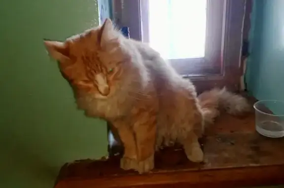 Белобрысая кошка на Российской, 23 в Иркутске