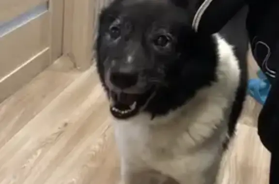 Пропала собака Буян в Осановской роще, найдена на Ленинградской, Вологда