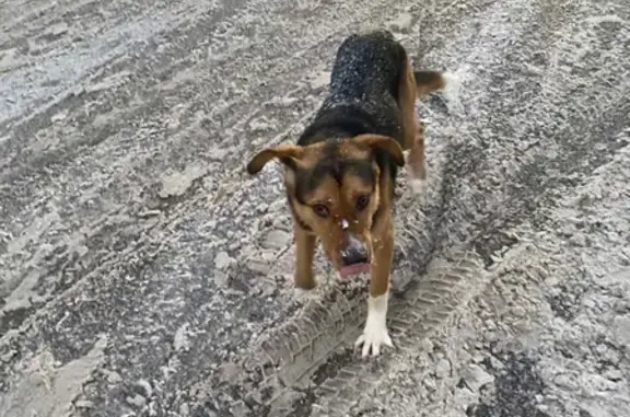 Найдена собака на ул. Бориса Панина, 9Б, Нижний Новгород