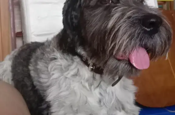 Собаки потеряшки, Ростов-на-Дону, фото: Потеряшка терьер Ричи на пр. Стачки, 237