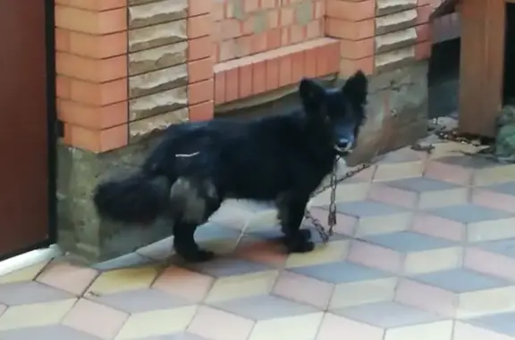 Пропала черная собака в Лабинске, ул. Калинина, 7