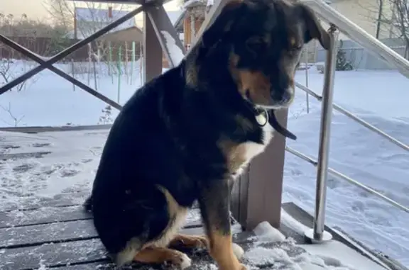 Найдена собака на перекрестке Киржач-Ваулово