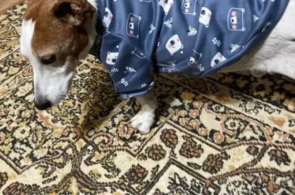 Собаки потеряшки, , фото: Потеряшка собака Джек-рассел, нуждается в особых условиях содержания