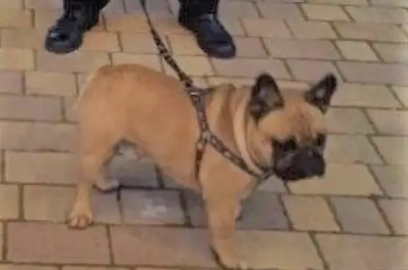 Пропала собака Лаврик в Гуково, Ростовская область