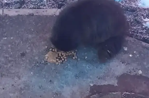 Найден домашний черный кот в Уфе, улица Гагарина 37!