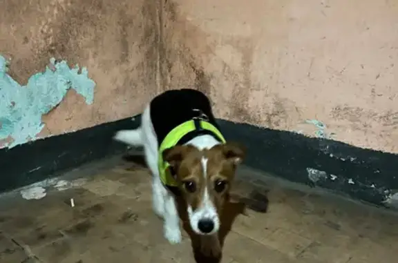 Найдена собака в Калининском районе СПб, адрес: Верности 42, парадная 9