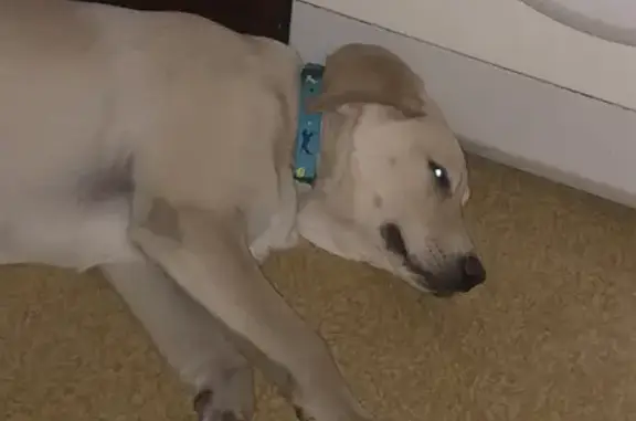 Найдена ласковая собака в 15м микрорайоне, Ангарск