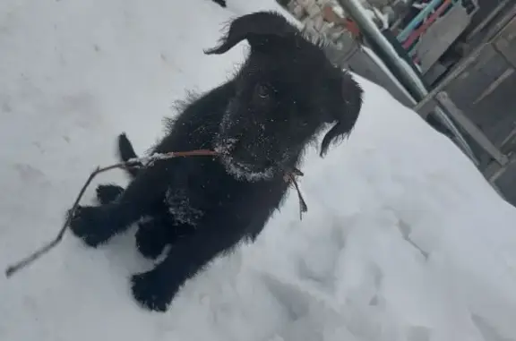Найдена черная собака на Хрустальной улице, Ульяновск