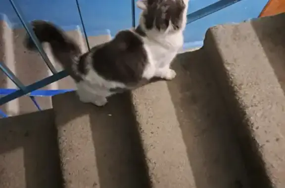 Найдена кошка на ул. Кузнецова 8 в Кургане