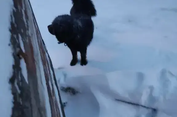 Найдена большая чёрная собака на ул. Октябрьской, Хотьково