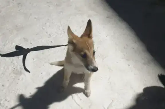 Найдена собака на улице Химиков, 12 в Череповце